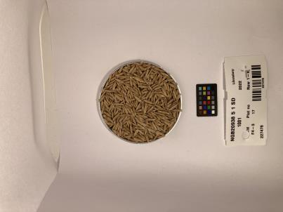 Click for 2 image(s) for this accession. SEED